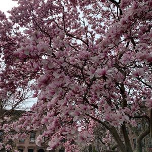 Meet your Posher, Frances